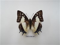 藏品(雙尾蛺蝶)的圖片